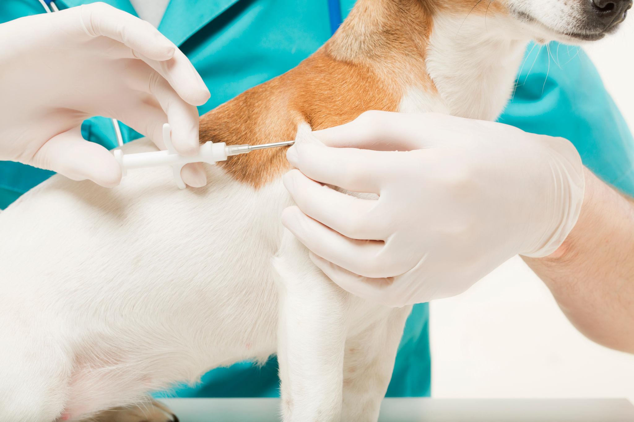 Microchipping