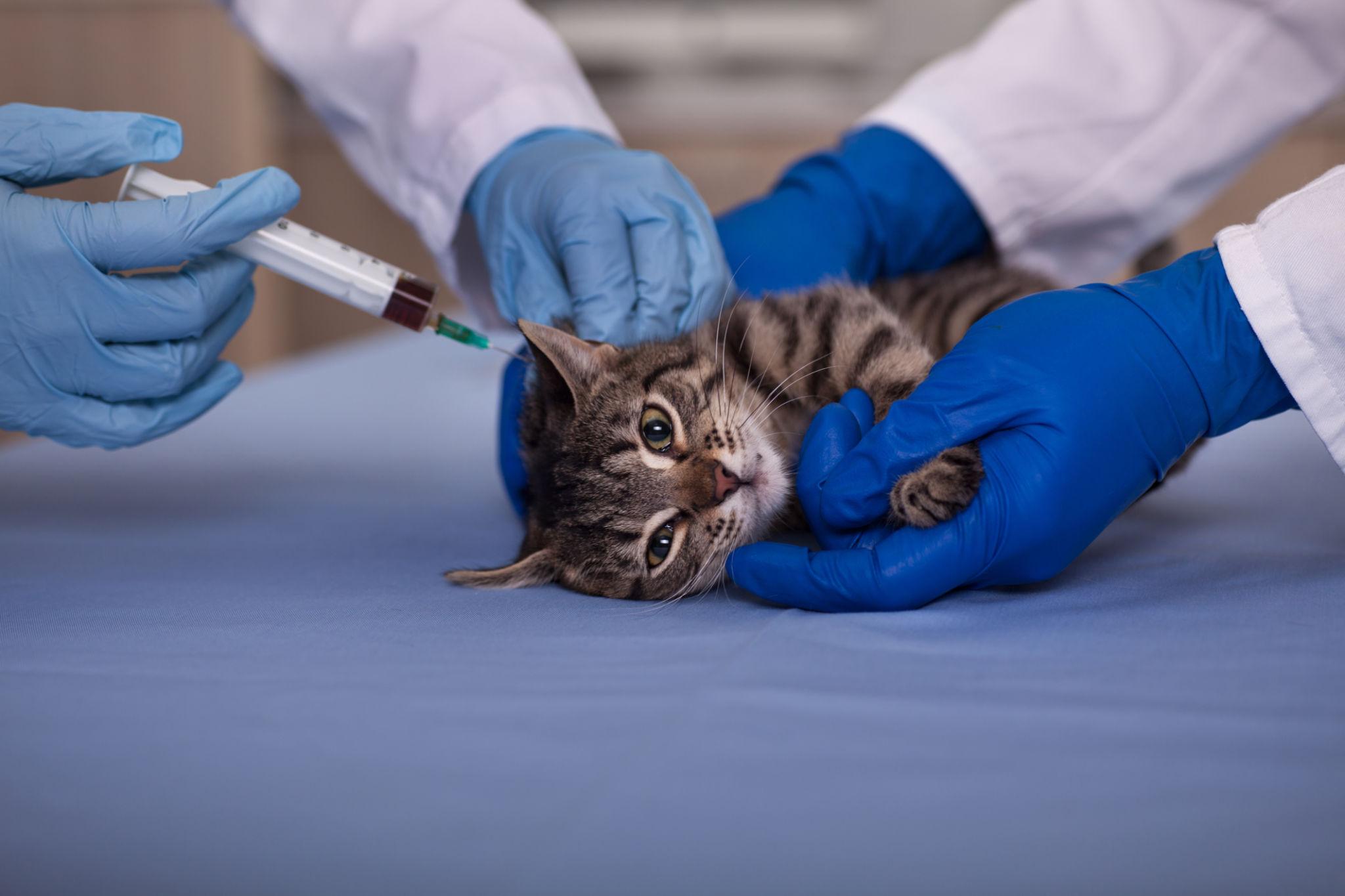 Vaccination